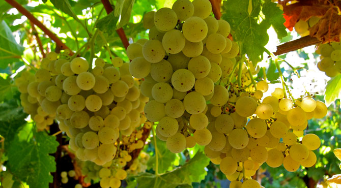 15-Kerner-grapes